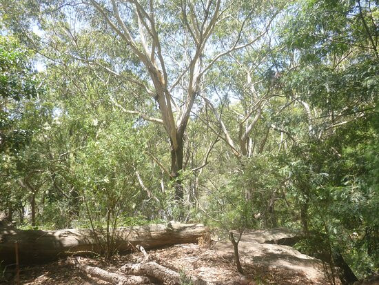 Joseph Banks Native Plants Reserve景点图片