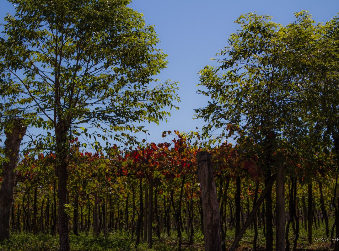 Gruta Nossa Senhora De Lourdes-Santa Tereza必去景点