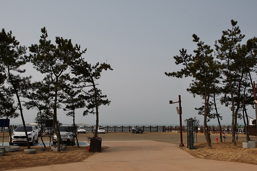 Seocheon Maryang-ri Camellia Forest