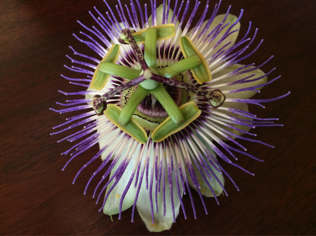 Chrisovalanto Hotel主图