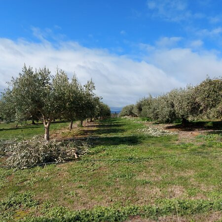 Gooramadda Olives-Gooramadda必去景点