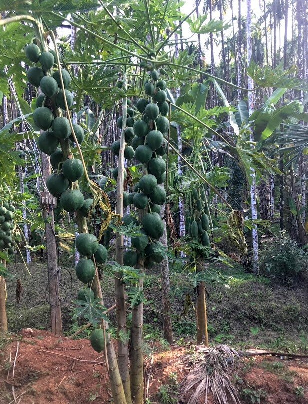 Inchara Homestay主图