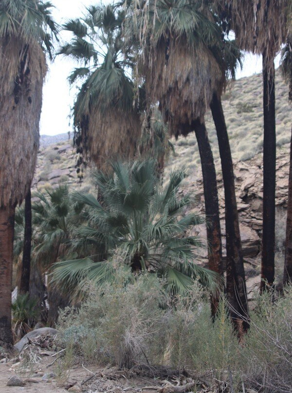 阿瓜卡连特印第安人遗址-棕榈泉市必去景点
