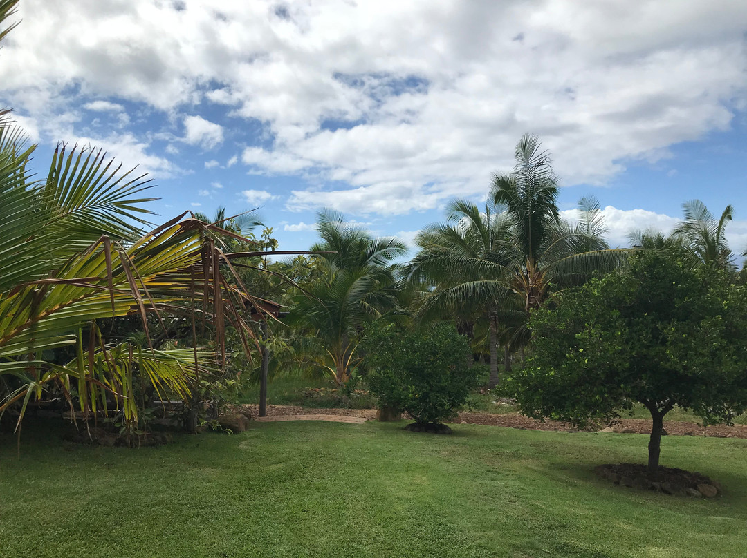 拉海纳旅游景点-Maui Coconut Tour at Punakea Palms