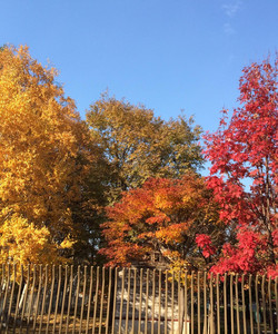 北海道大学农学部第二农场景点门票图片
