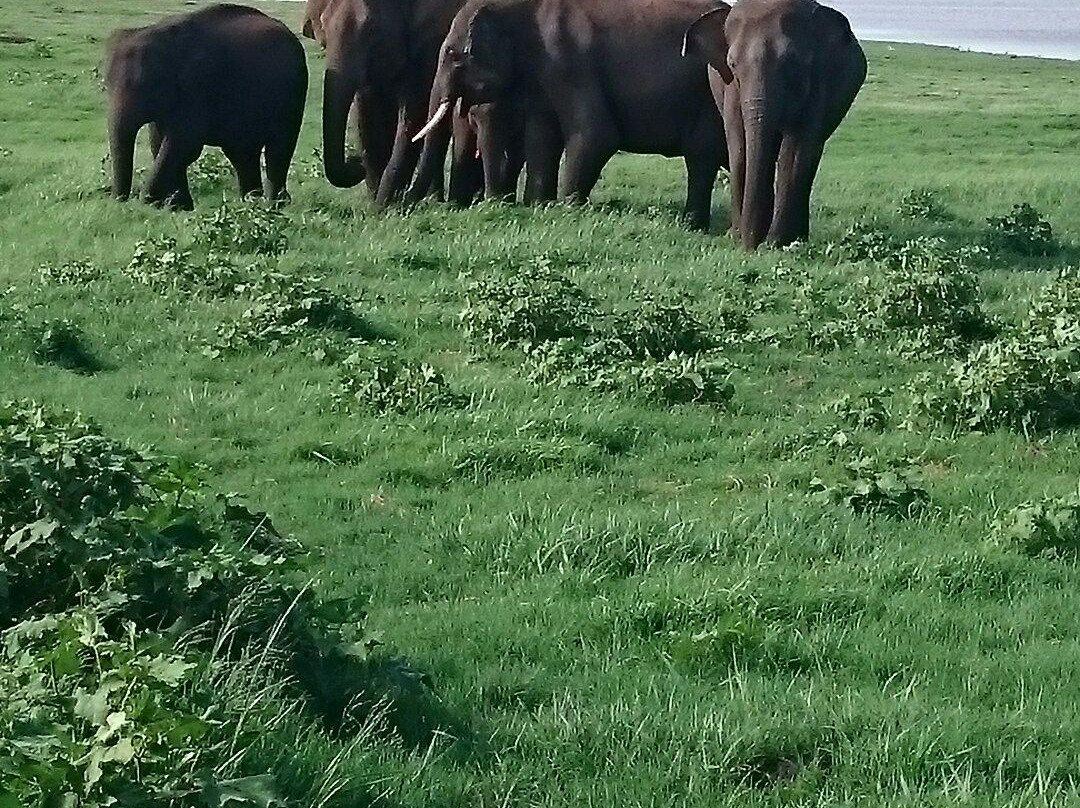 Minneriya Tusker Safaris景点图片