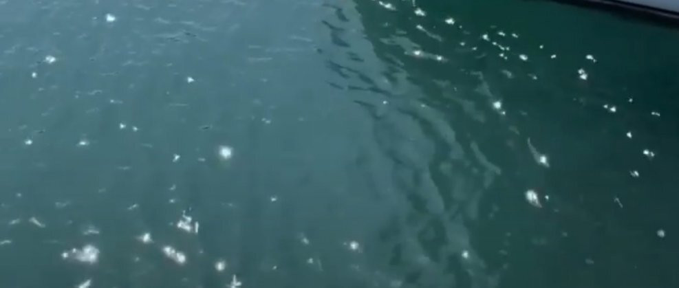 Rabbit Island景点图片