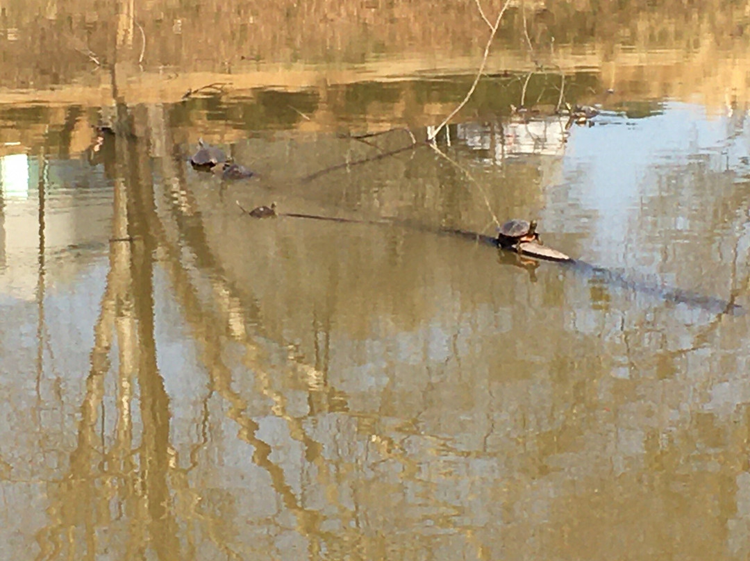 Pinnacle Park-诺克罗斯必去景点