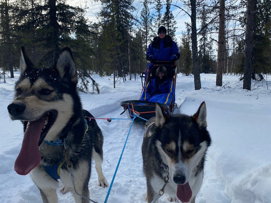 哈士奇雪橇之旅-基律纳必去景点