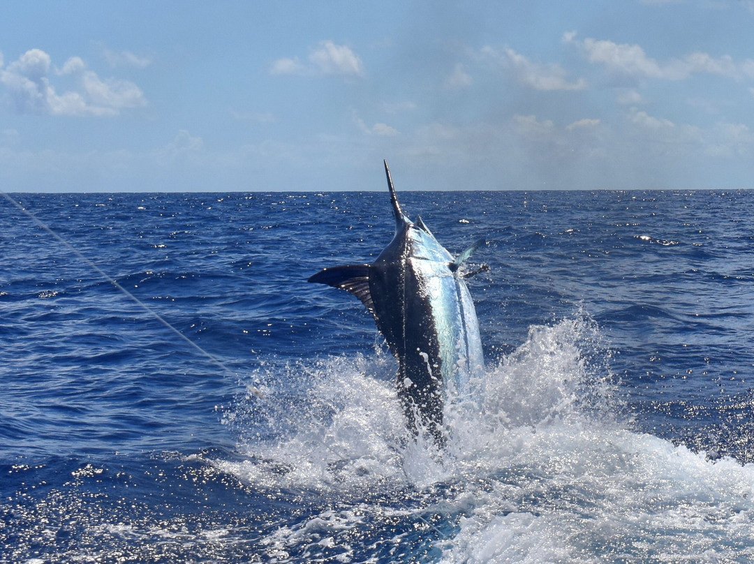 Majestic Marlin Brazil景点图片