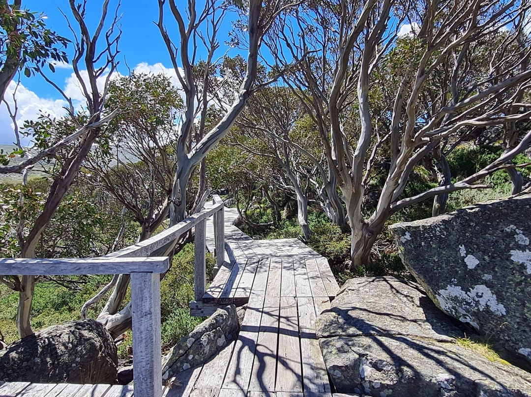 Snow Gums Boardwalk景点图片