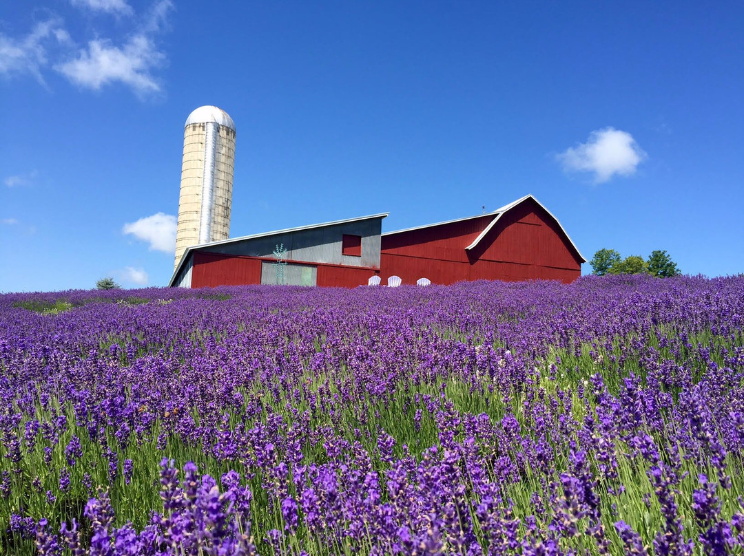 Lavender Hill Farm景点图片