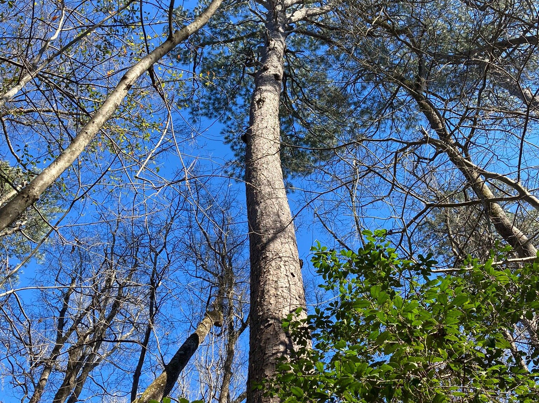 Congaree National Park景点图片