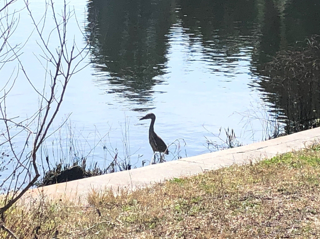 Crystal River Preserve State Park-克里斯特尔里弗必去景点