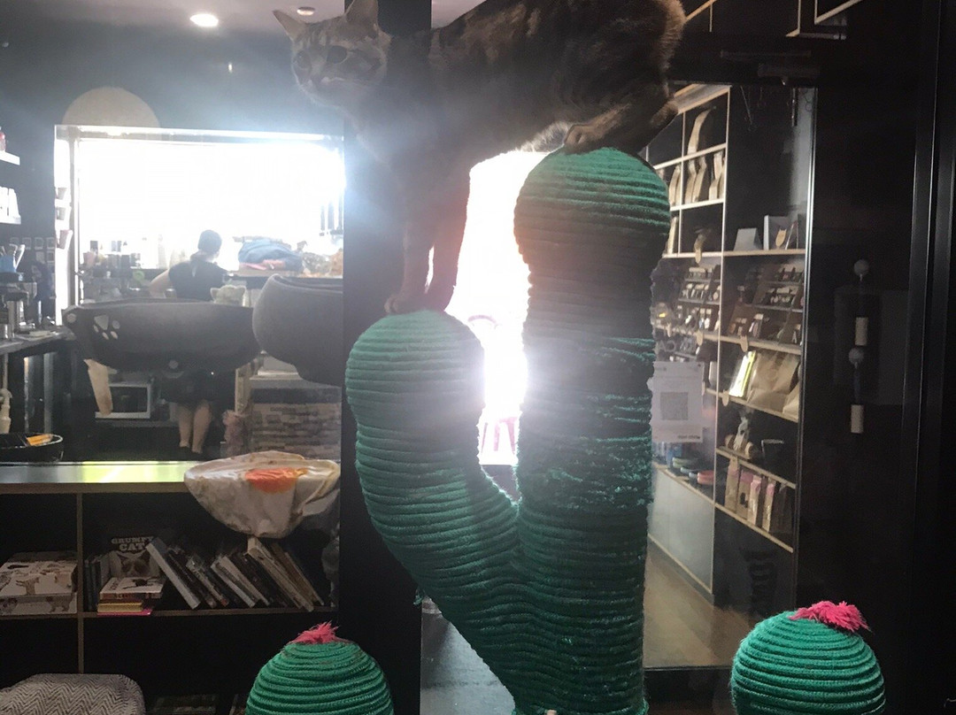 The Cat Cafe Purrth景点图片
