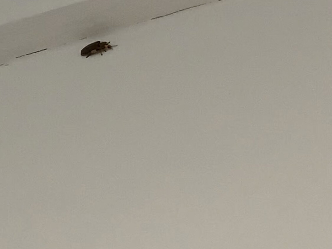 Ocean Spray Beach Apartments主图