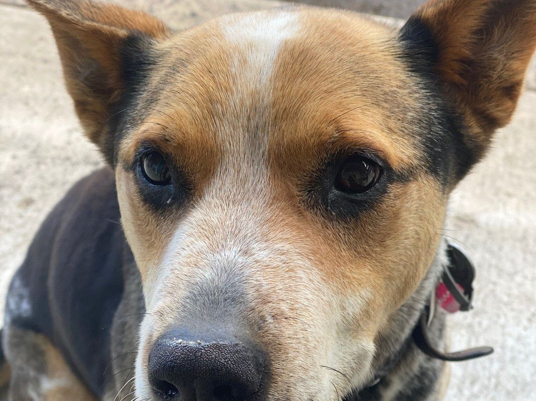 Alexander Cameron Suites主图