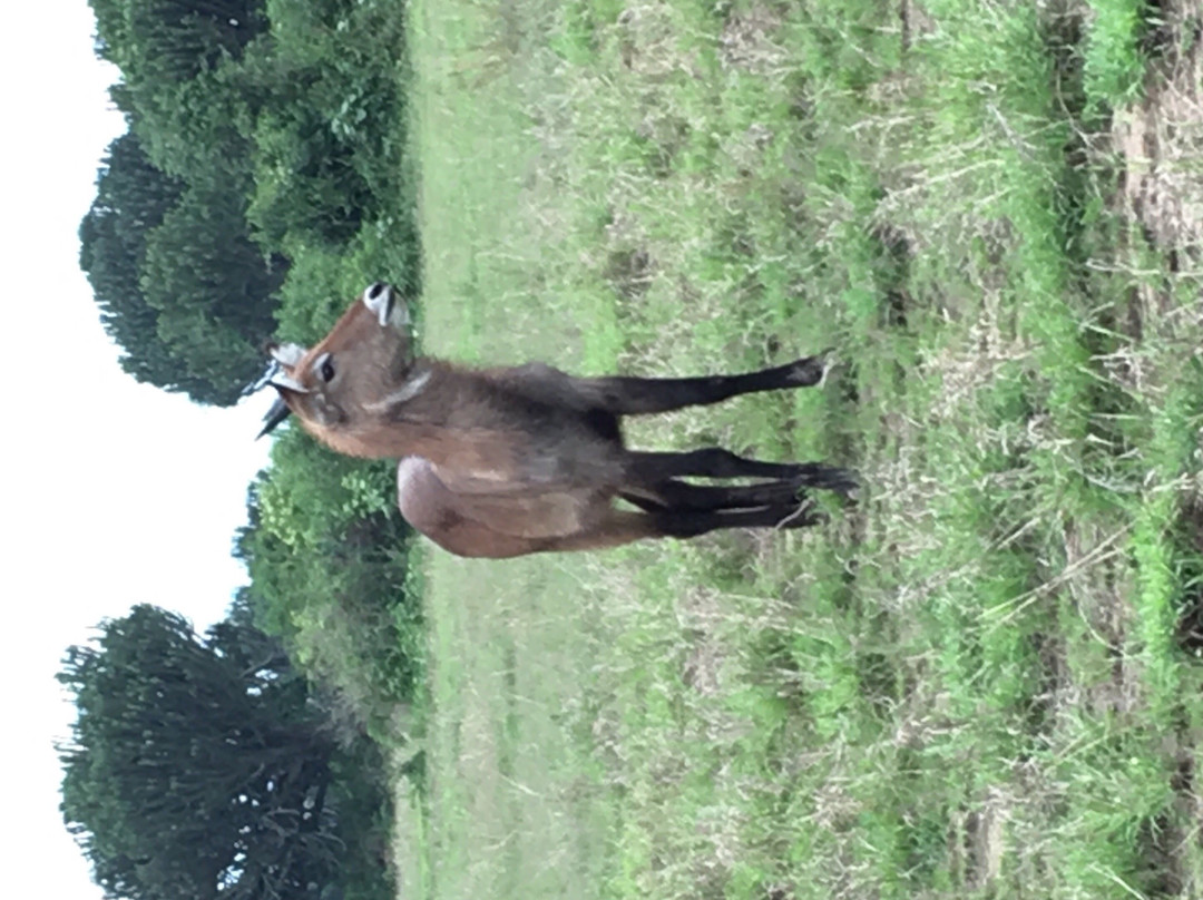 Fazil Safari Guide Uganda+-Katunguru必去景点