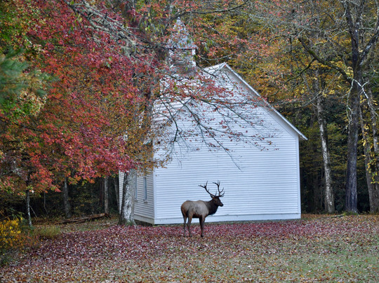 Cataloochee Valley Tours-韦恩斯维尔必去景点
