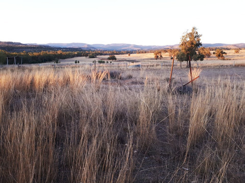 Maclagan旅游攻略图片