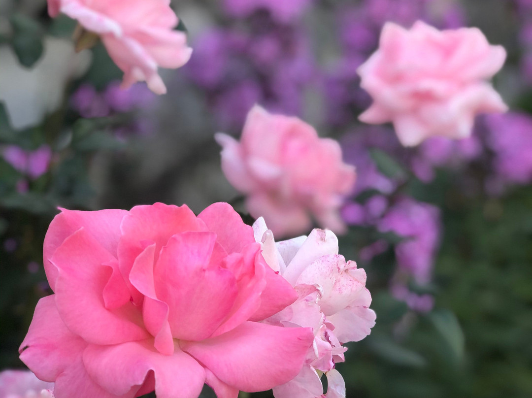 Osho Thang Hotel主图