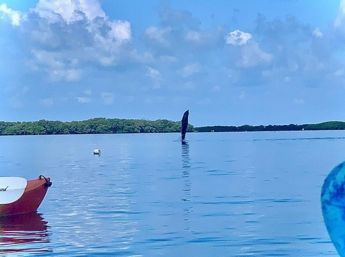 Island Kayak Tours, Llc-Tierra Verde必去景点