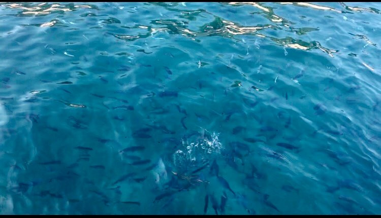 Pula Boat Excursions-普拉必去景点