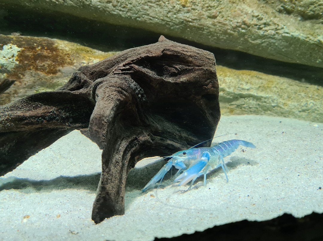 Top Boutique Aquarium-乔治城必去景点