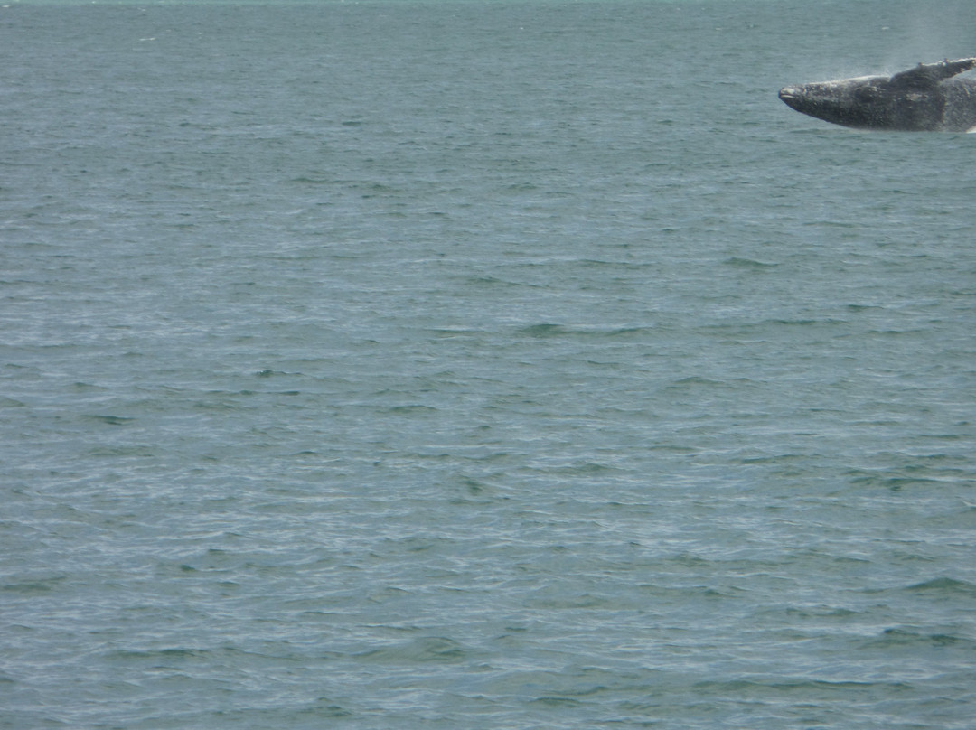 Brisbane Cruises-布里斯班必去景点