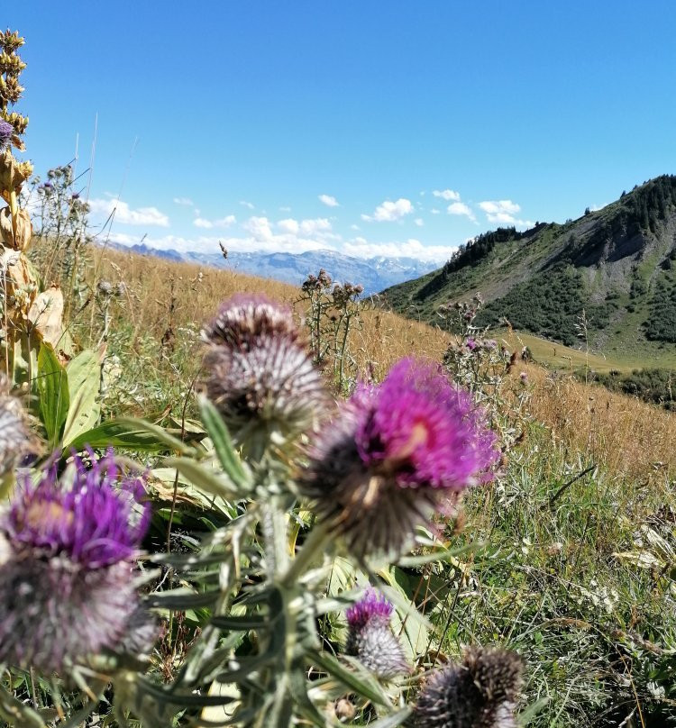 Praz de Lys Sommand景点图片
