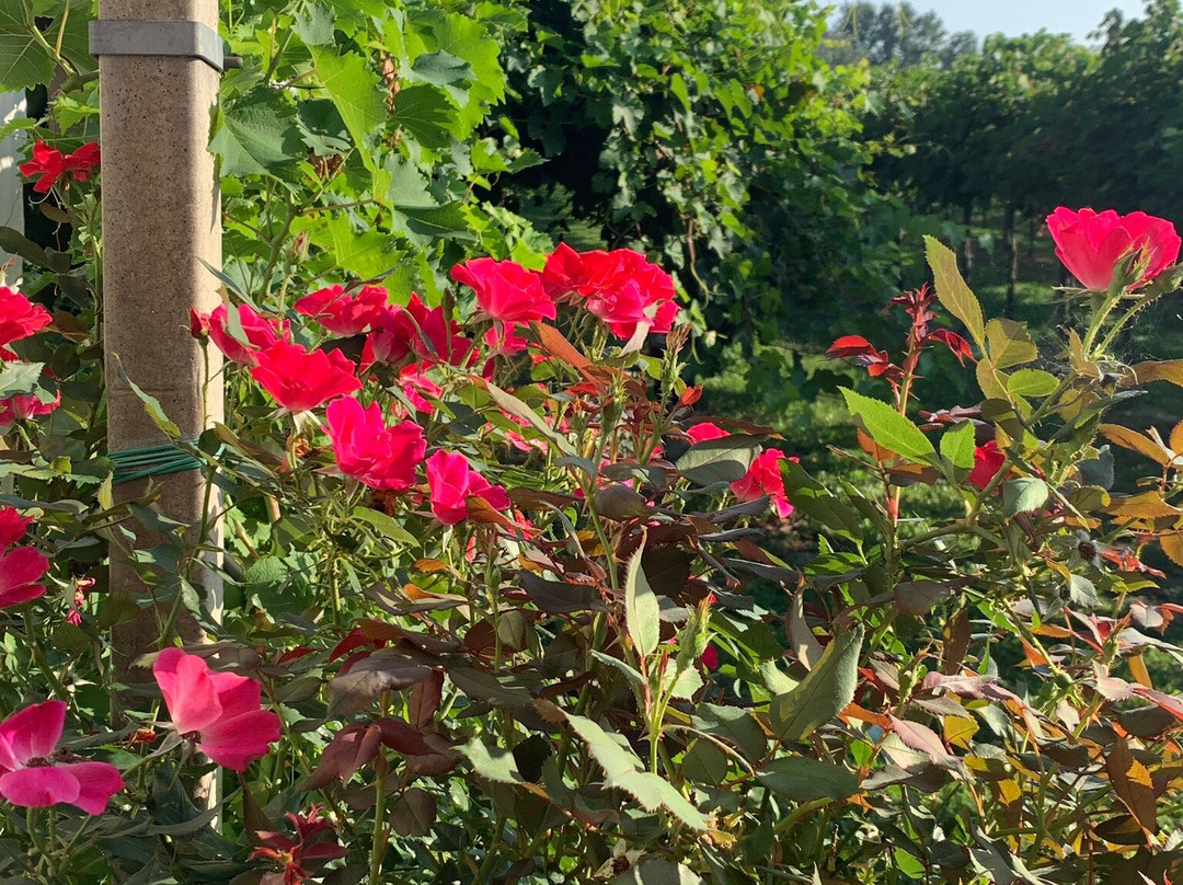 Agriturismo B&B Fondo Gesu主图