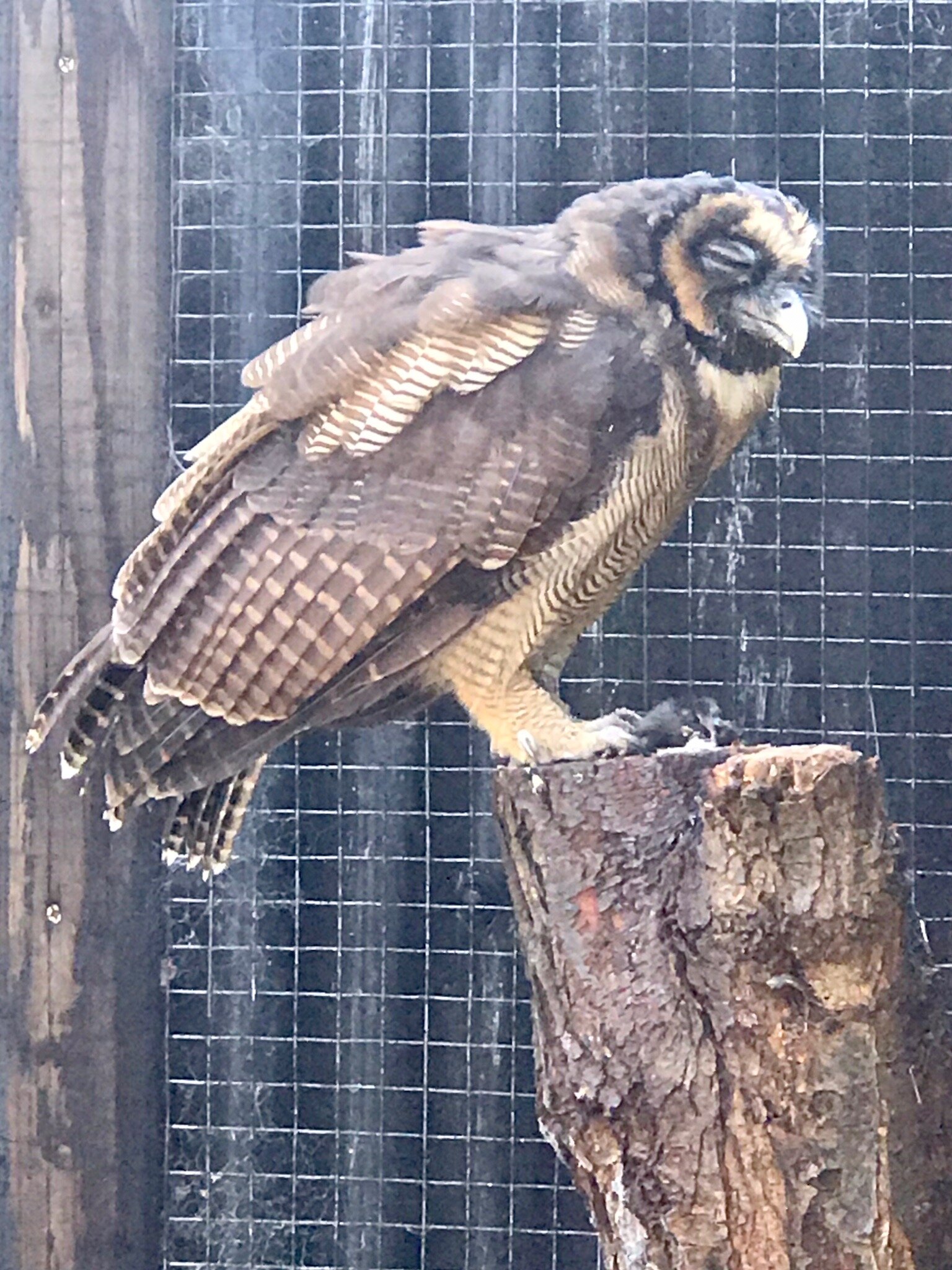 The Falcon House-官方
