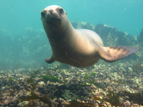 Reserva Lobería de Punta Loma-马德林港必去景点