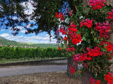 Domaine Humbrecht 1619-Gueberschwihr必去景点