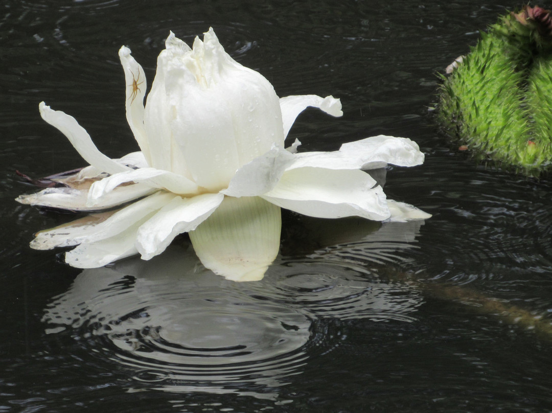 Kanapaha Botanical Gardens-盖恩斯维尔必去景点