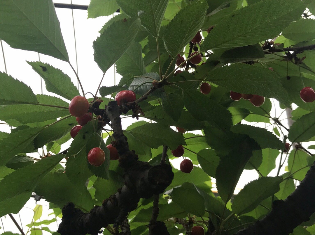 Takashima City Makino Agricultural Park Makino Pic-Land-高岛市必去景点