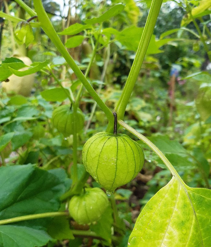 Abbey Physic Community Gardens景点图片