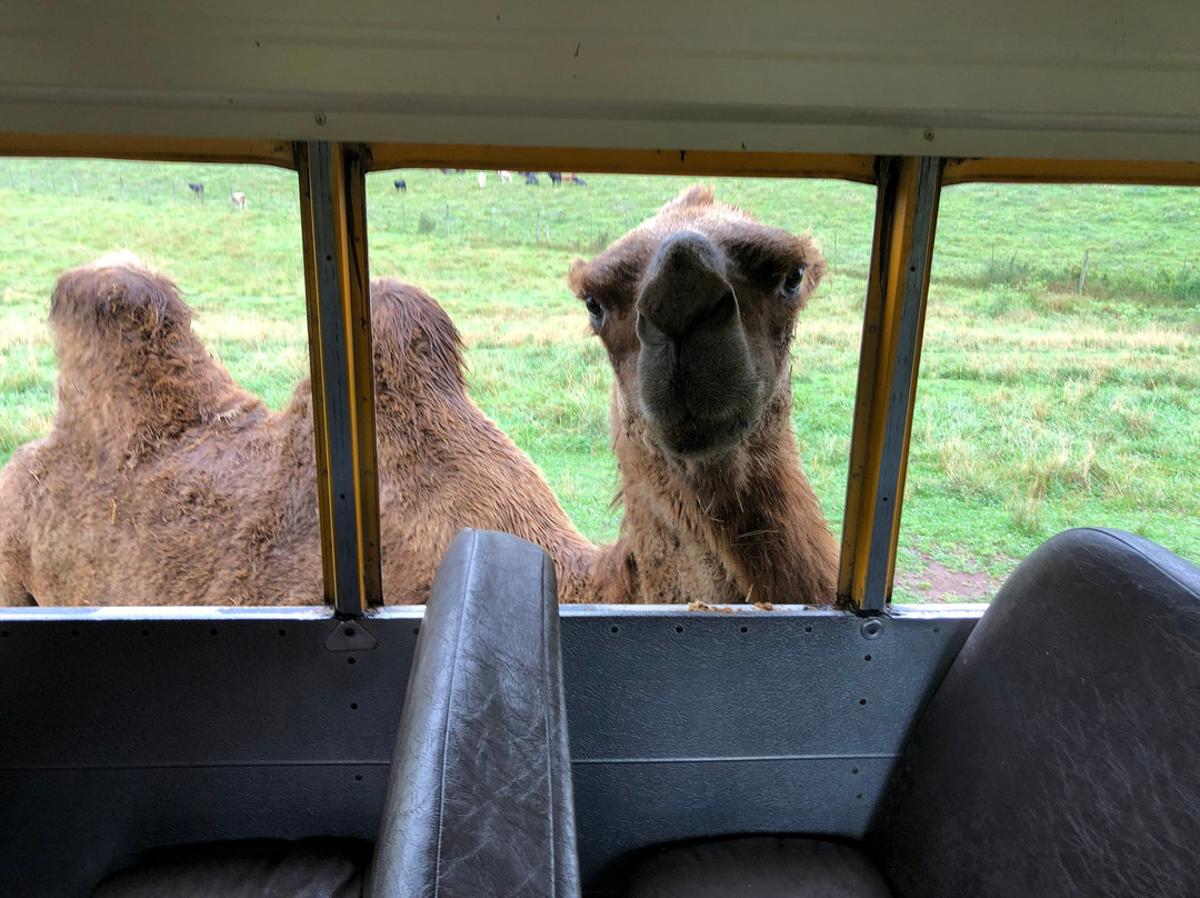 Fort Chiswell Animal Park-Max Meadows必去景点