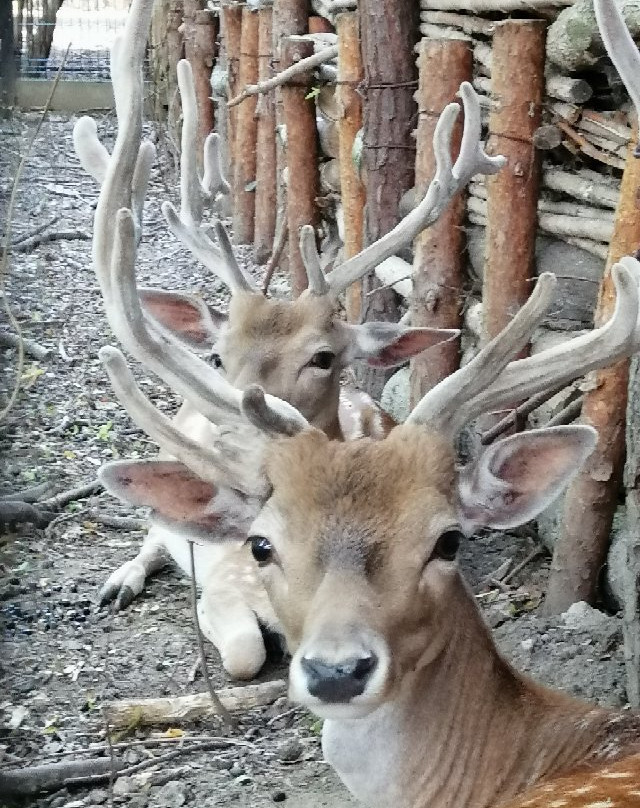 Zoo Opole景点图片