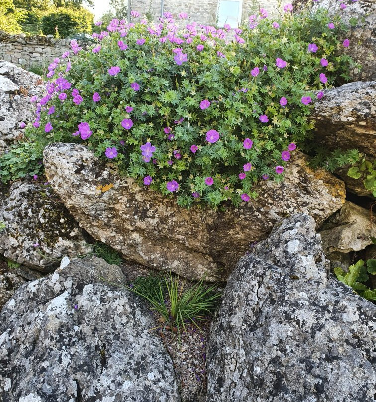 Aysgarth Edwardian Rock Garden景点图片