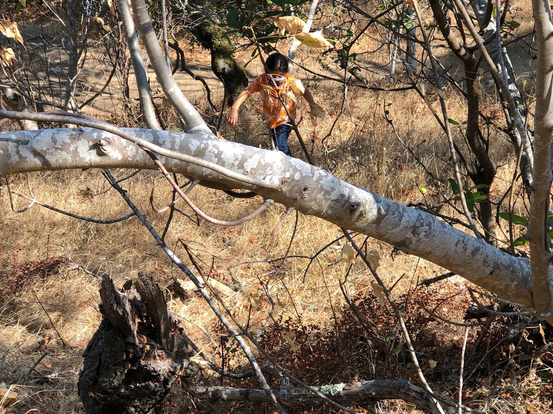 Laurelwood Park-圣马特奥必去景点