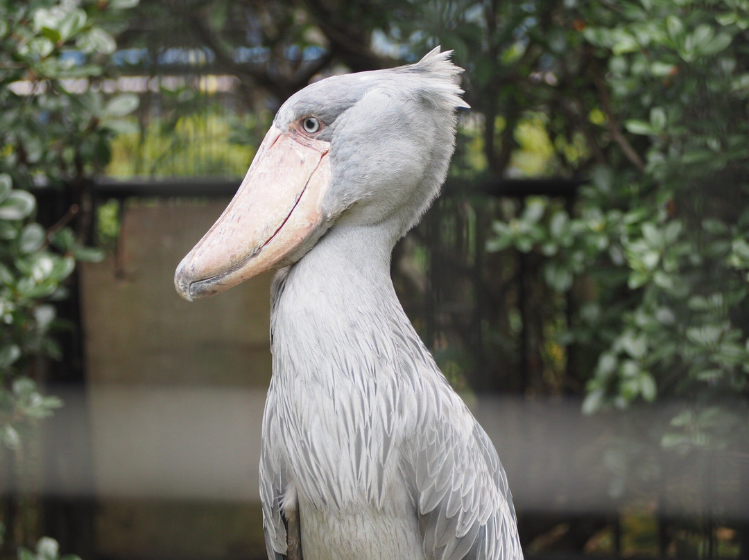 Chiba Zoological Park-千叶市必去景点