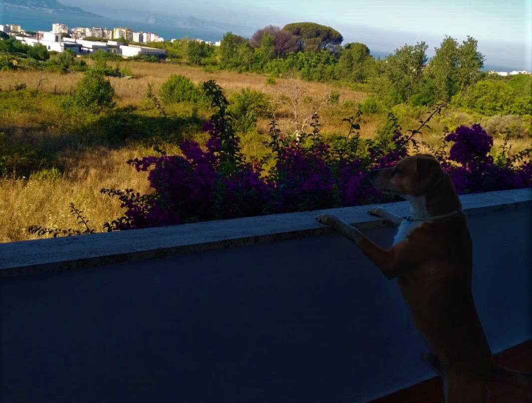 Bed and Breakfast Il Giardino di Villa Anna主图