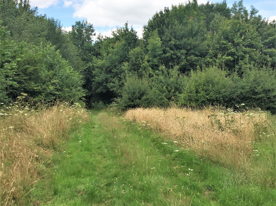 Comfort's Wood-Cranbrook必去景点