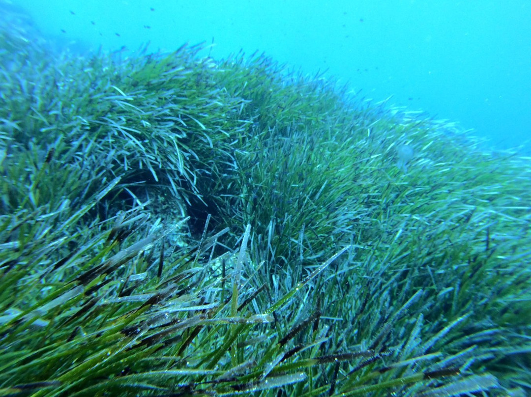 Ustica Diving-Ustica必去景点