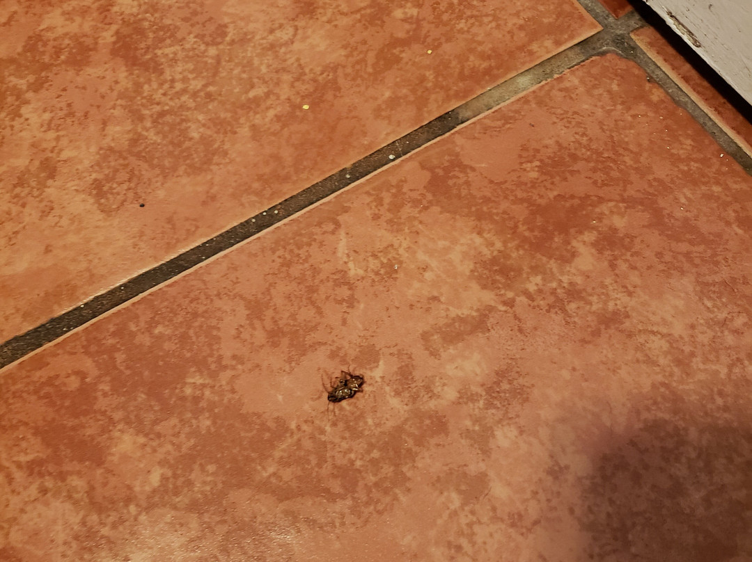 The Historic Leakey Inn主图