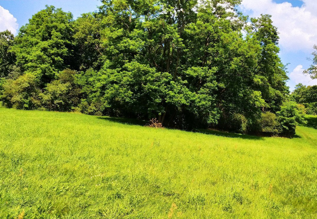 Rogalin Landscape Park景点图片