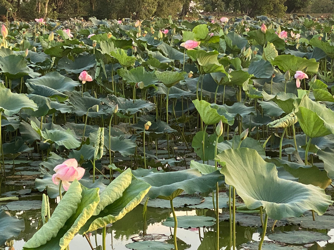Gandhi Sagar Dam景点图片