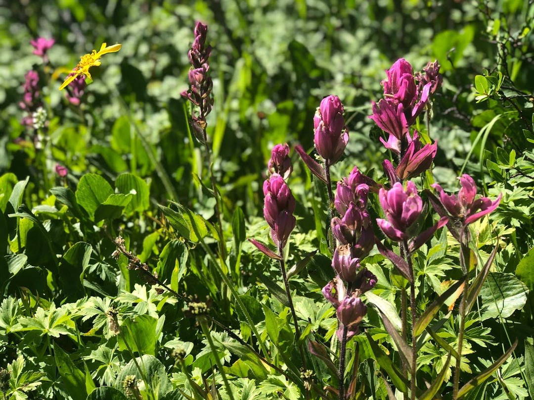 Shrine Pass Road-韦尔必去景点