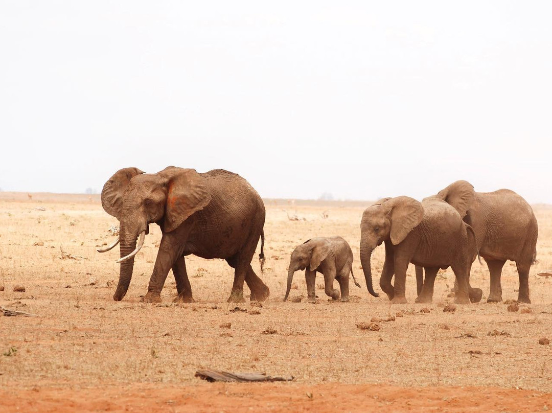 Kenya Tour Safari-瓦塔木必去景点